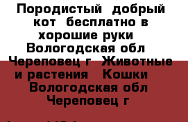 Породистый, добрый кот, бесплатно в хорошие руки - Вологодская обл., Череповец г. Животные и растения » Кошки   . Вологодская обл.,Череповец г.